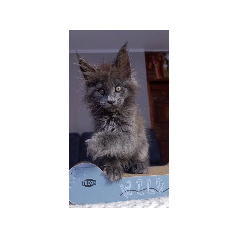 Maine Coon Alva Parker