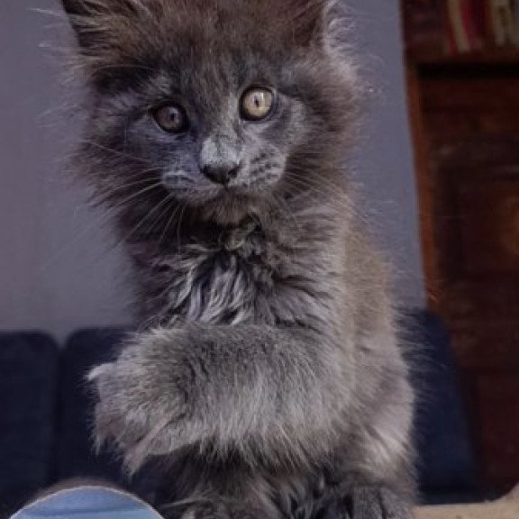 Maine Coon Alva Parker