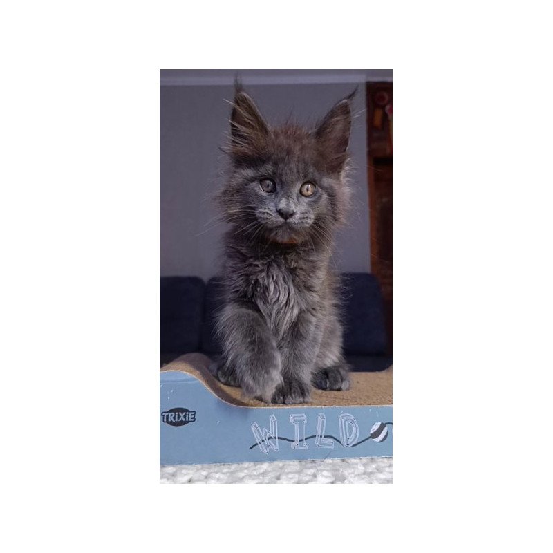 Maine Coon Alva Parker