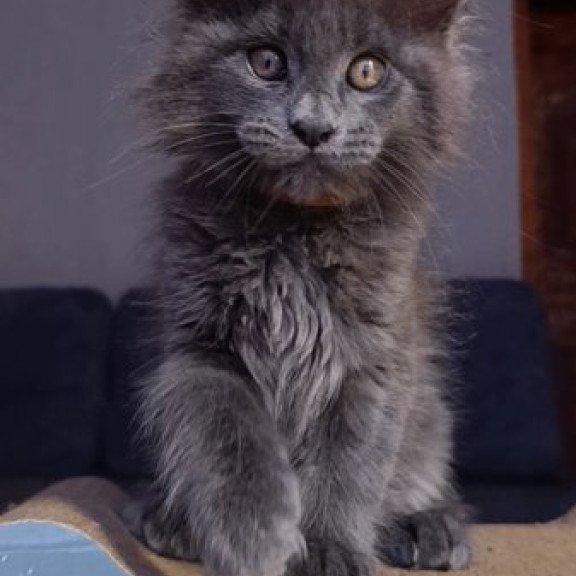 Maine Coon Alva Parker