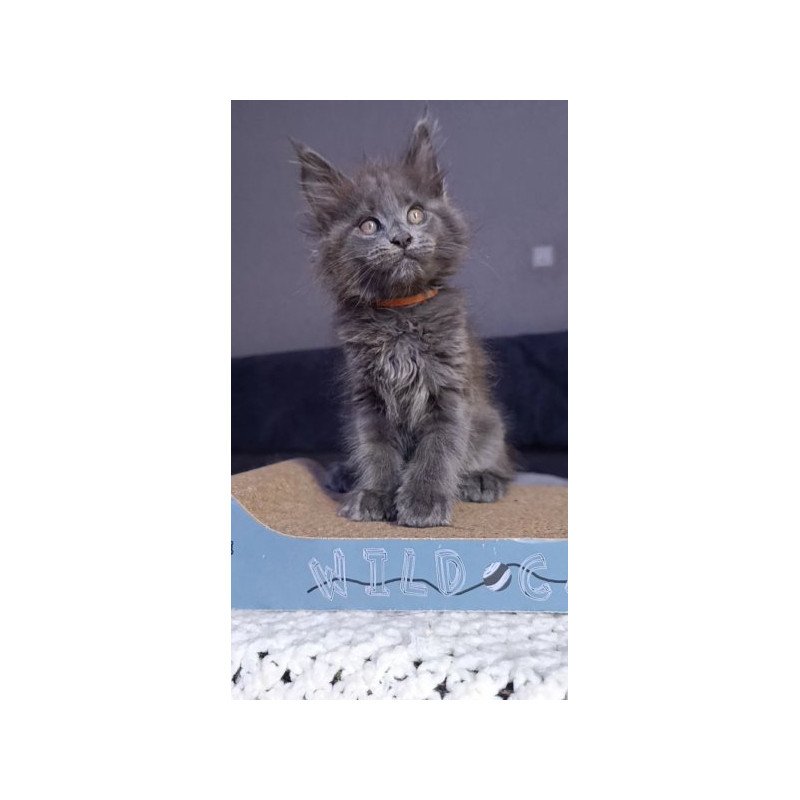 Maine Coon Alva Parker