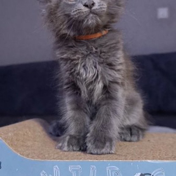 Maine Coon Alva Parker