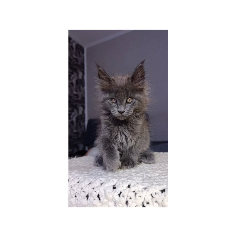 Maine Coon Alva Parker