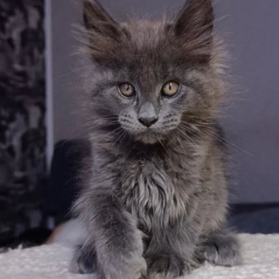 Maine Coon Alva Parker