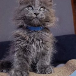 Maine Coon Alva Phantom