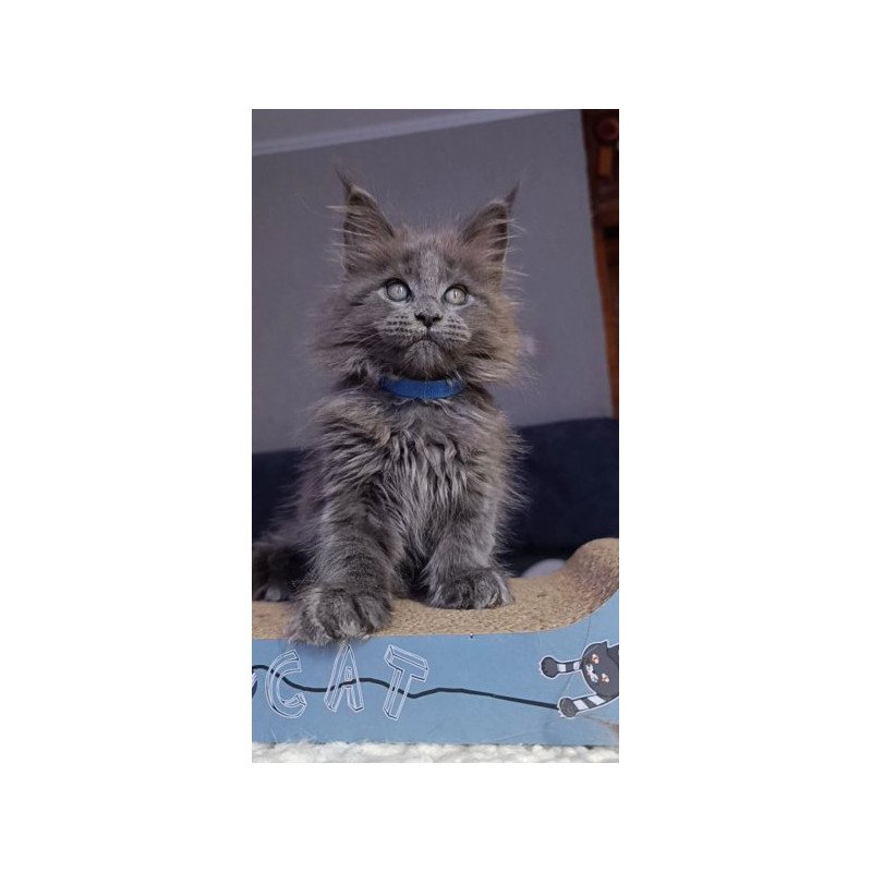 Maine Coon Alva Phantom