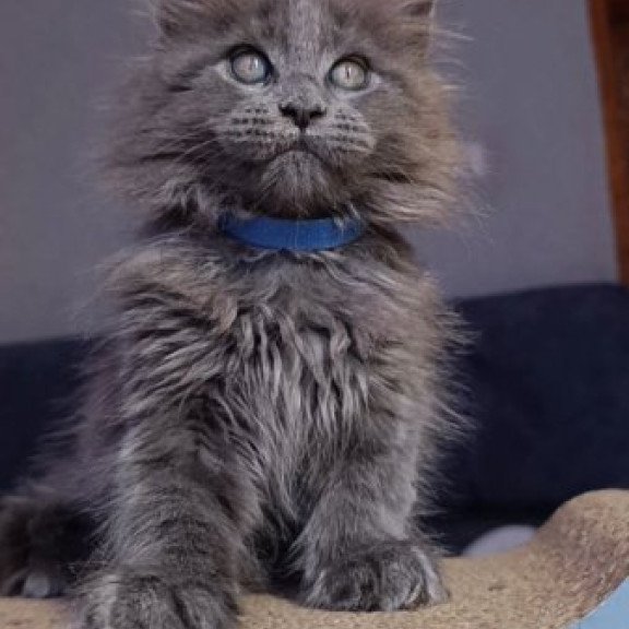 Maine Coon Alva Phantom