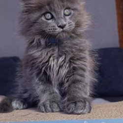 Maine Coon Alva Phantom