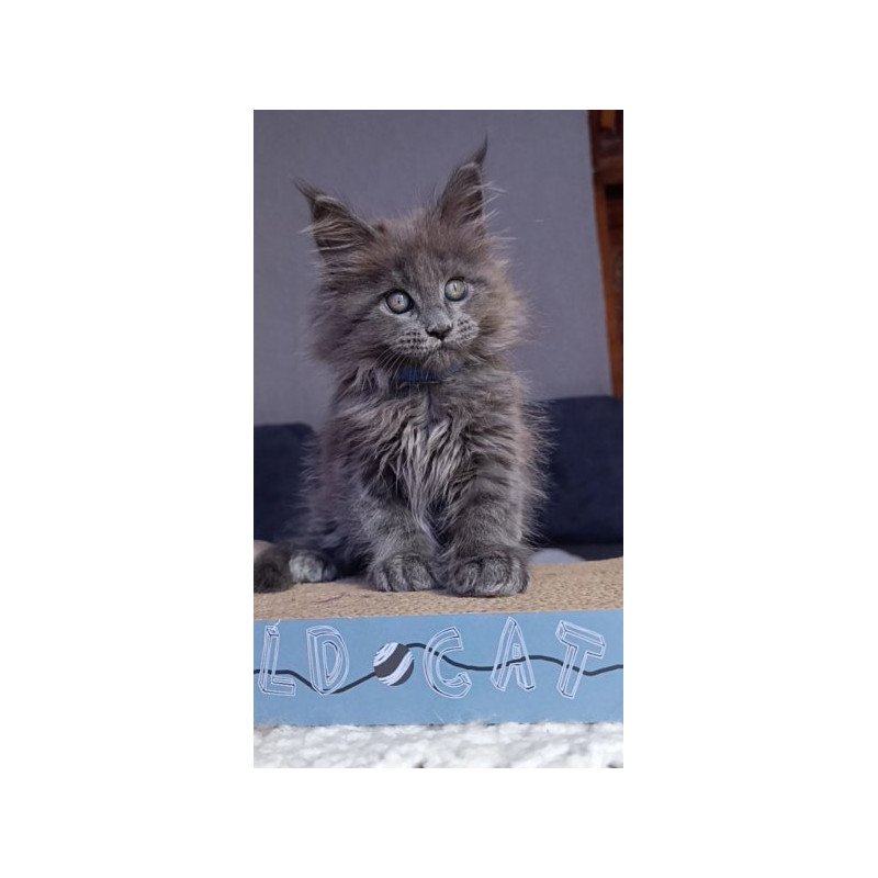 Maine Coon Alva Phantom