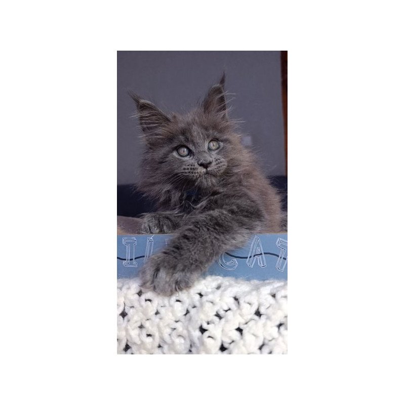 Maine Coon Alva Phantom
