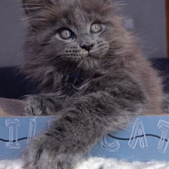 Maine Coon Alva Phantom