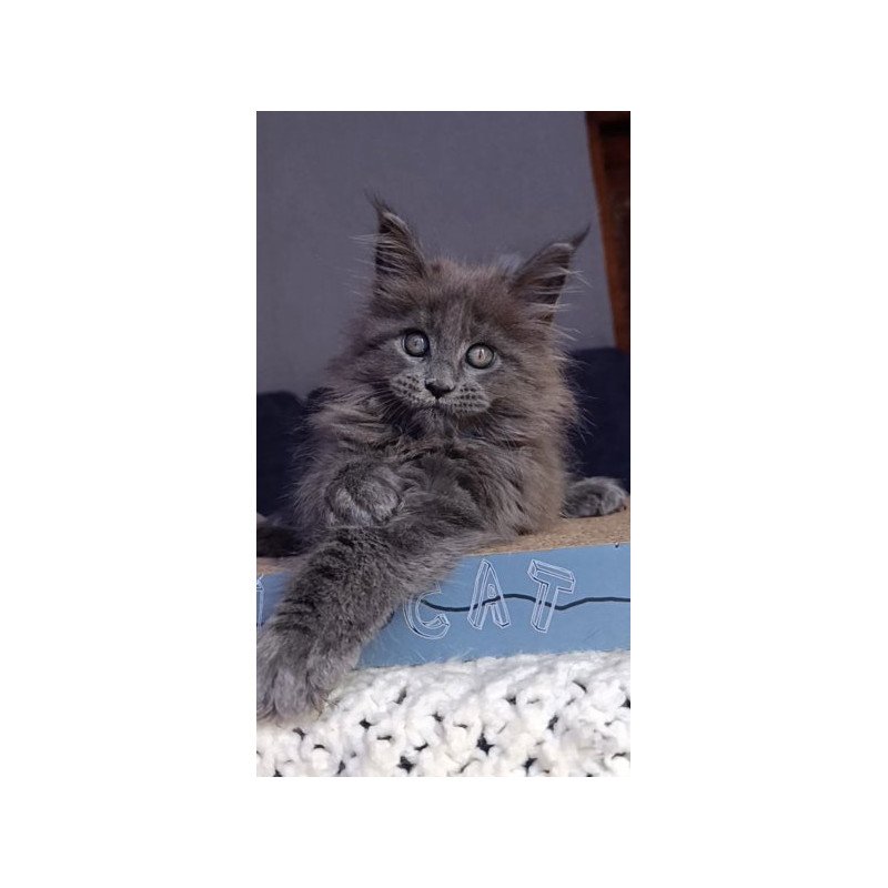Maine Coon Alva Phantom