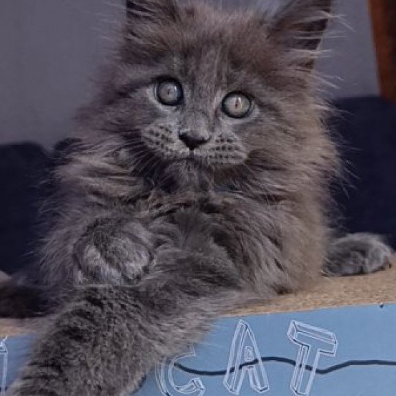 Maine Coon Alva Phantom
