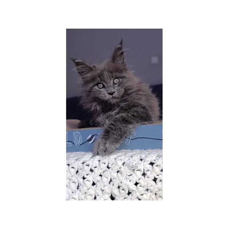 Maine Coon Alva Phantom