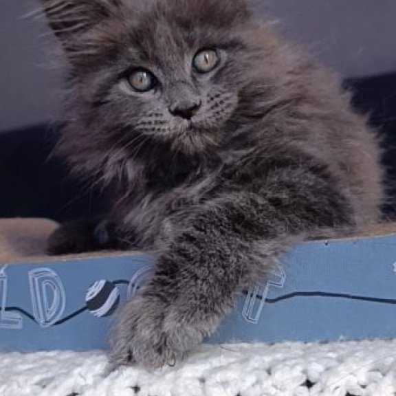 Maine Coon Alva Phantom