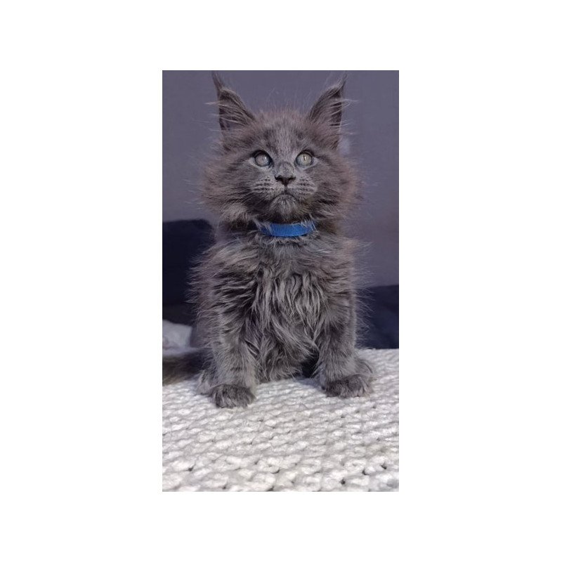 Maine Coon Alva Phantom