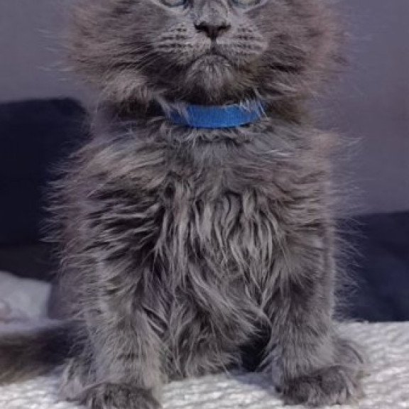 Maine Coon Alva Phantom