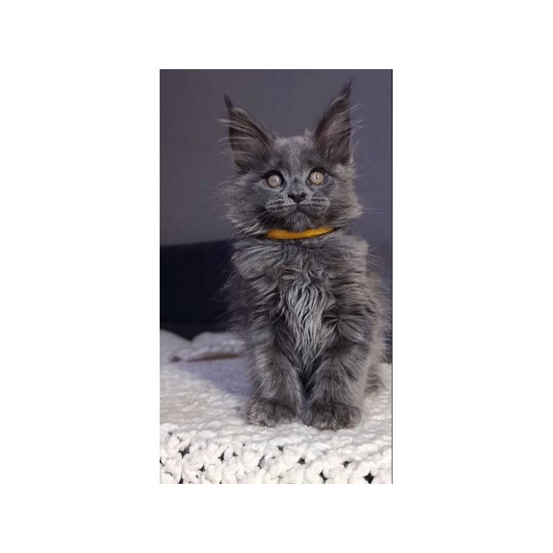 Maine Coon Alva Prince