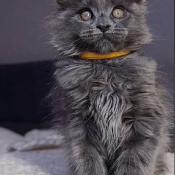 Maine Coon Alva Prince