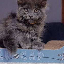 Maine Coon Alva Prince