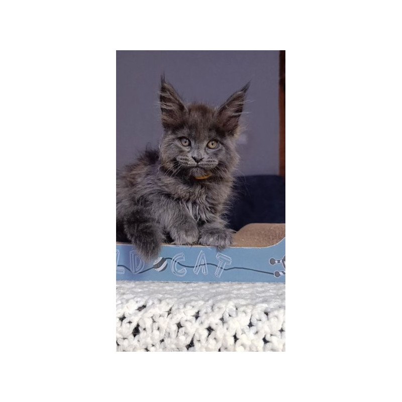 Maine Coon Alva Prince