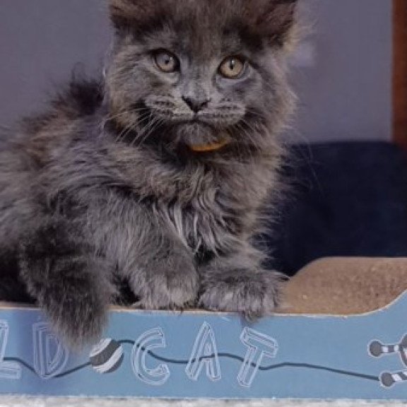 Maine Coon Alva Prince