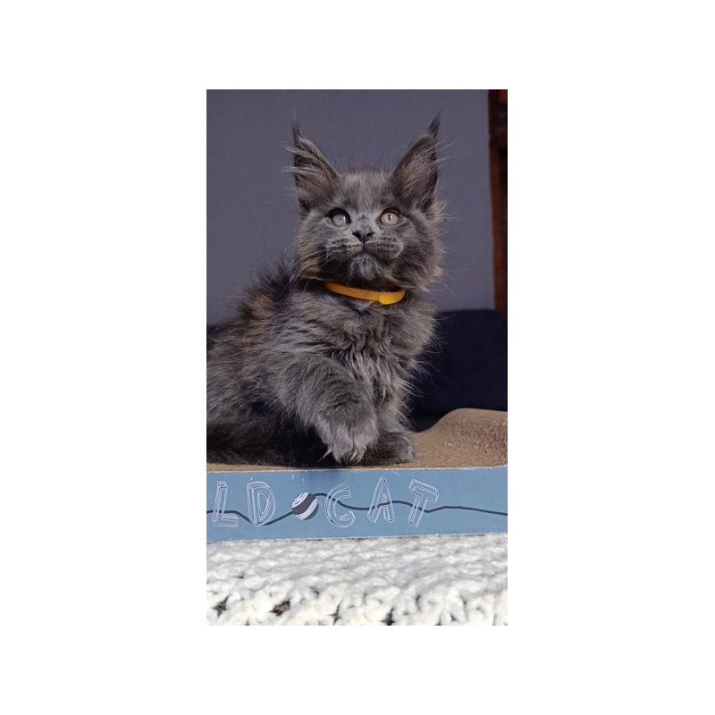 Maine Coon Alva Prince