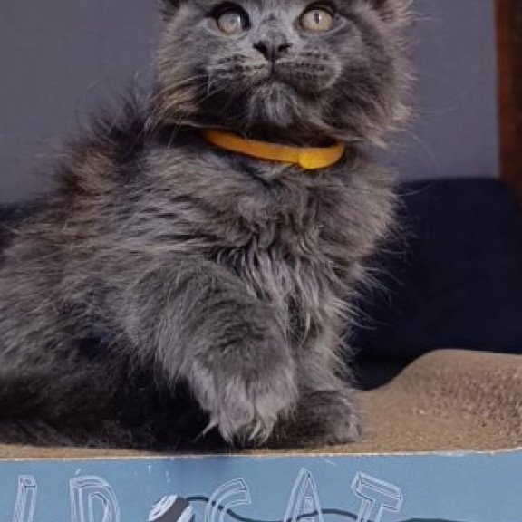 Maine Coon Alva Prince