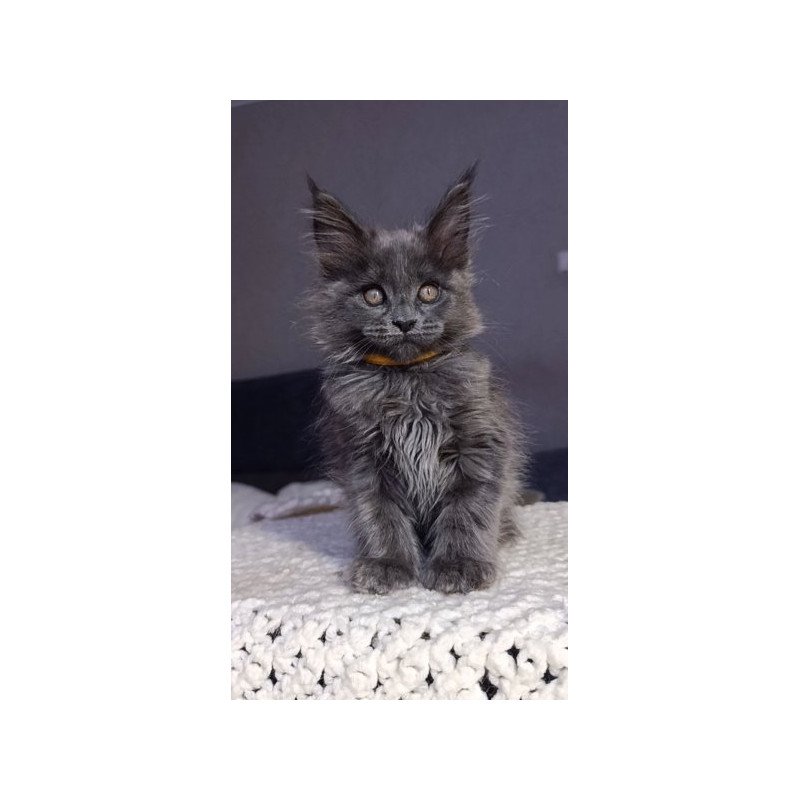 Maine Coon Alva Prince