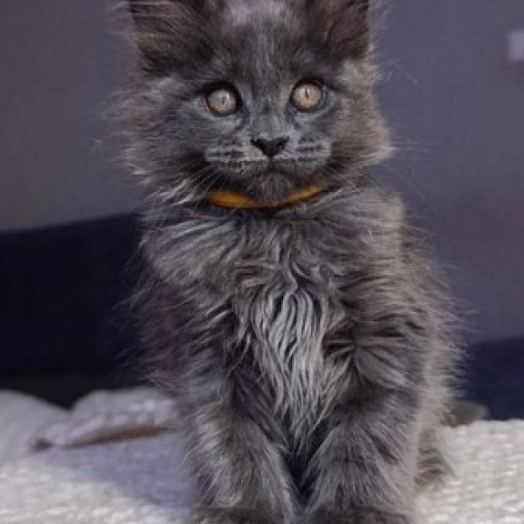 Maine Coon Alva Prince
