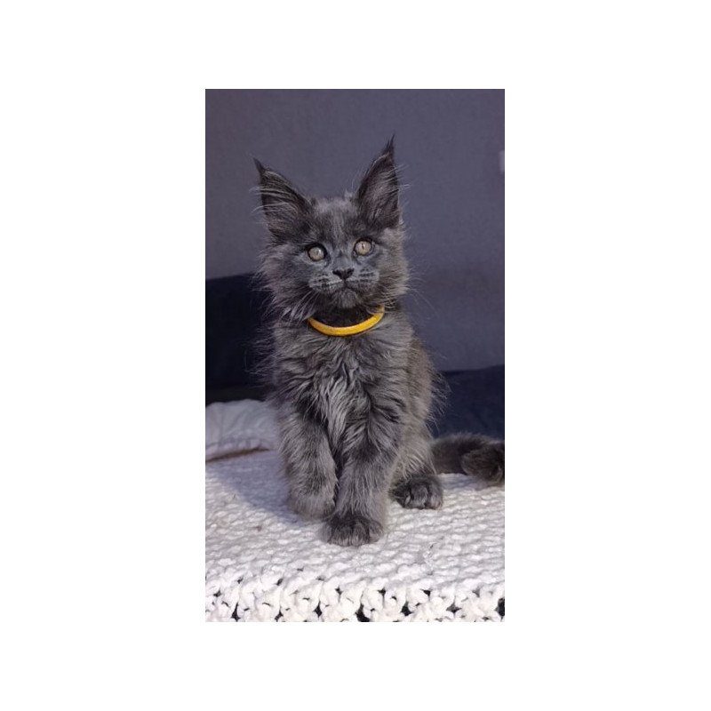 Maine Coon Alva Prince