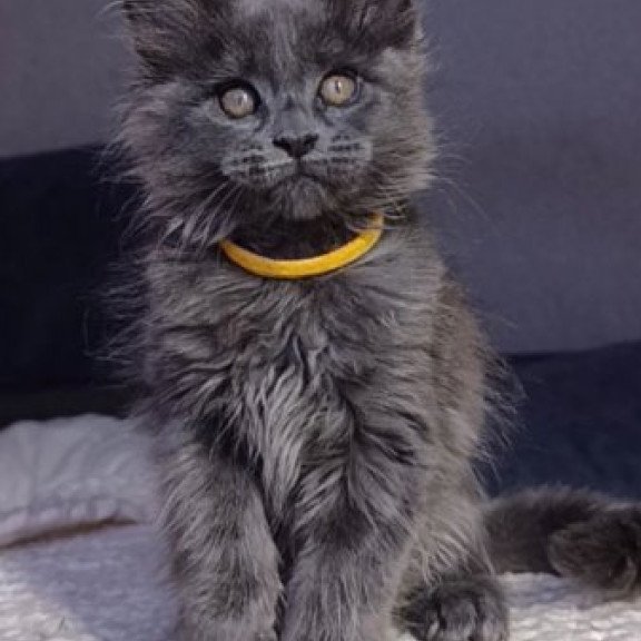Maine Coon Alva Prince