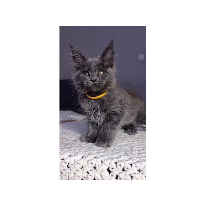 Maine Coon Alva Prince