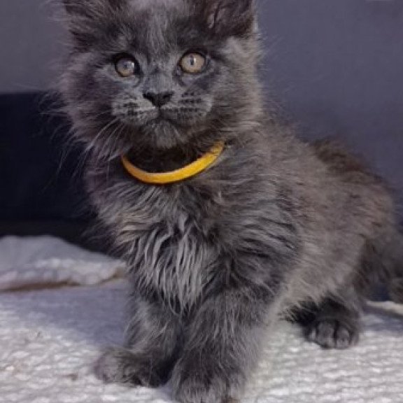 Maine Coon Alva Prince