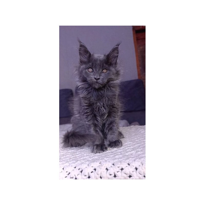 Maine Coon Alva Persey