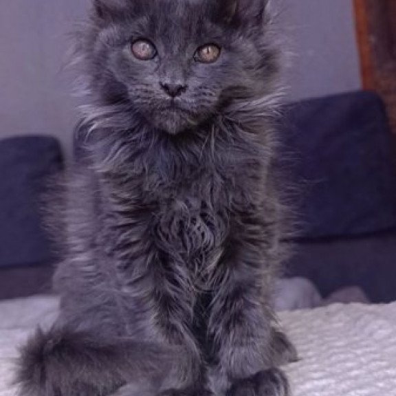 Maine Coon Alva Persey