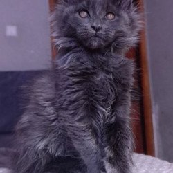 Maine Coon Alva Persey