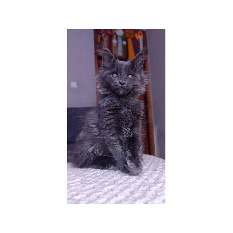 Maine Coon Alva Persey