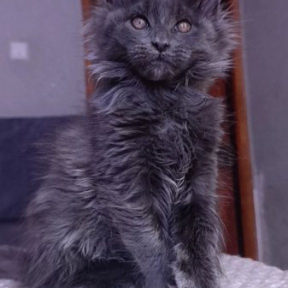 Maine Coon Alva Persey