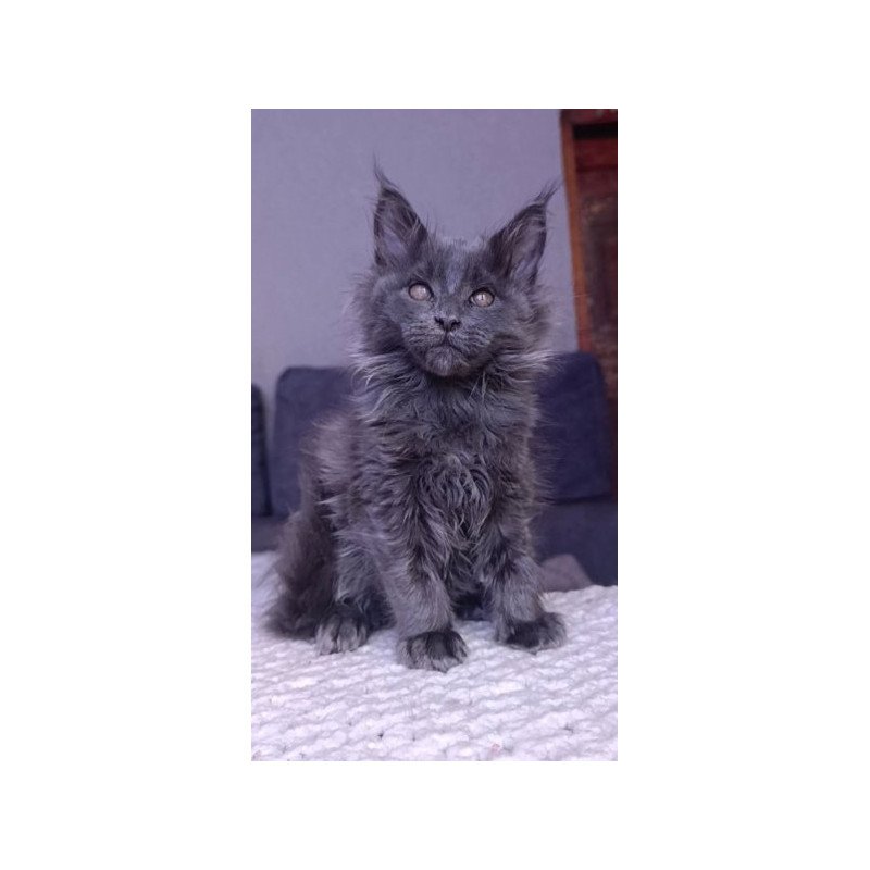 Maine Coon Alva Persey