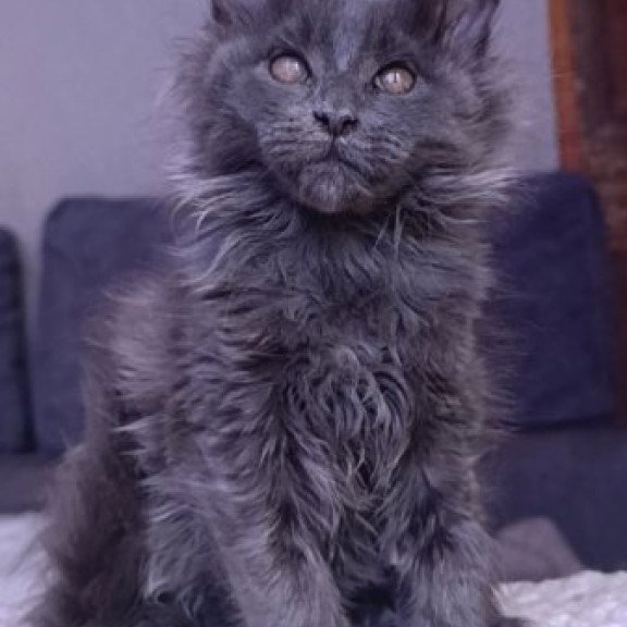 Maine Coon Alva Persey