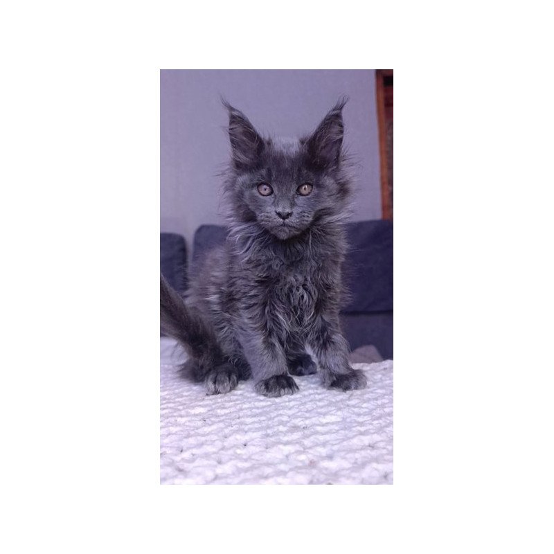 Maine Coon Alva Persey