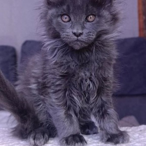 Maine Coon Alva Persey
