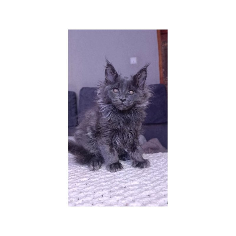 Maine Coon Alva Persey