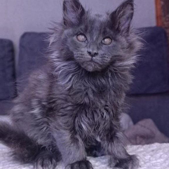 Maine Coon Alva Persey