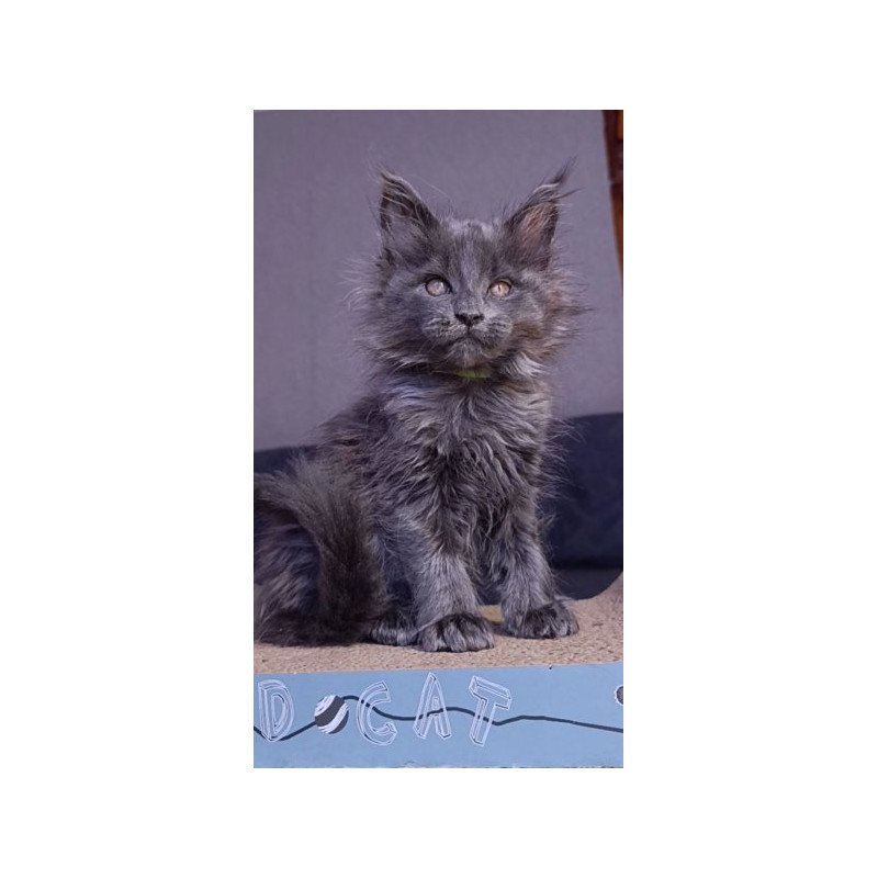 Maine Coon Alva Persey