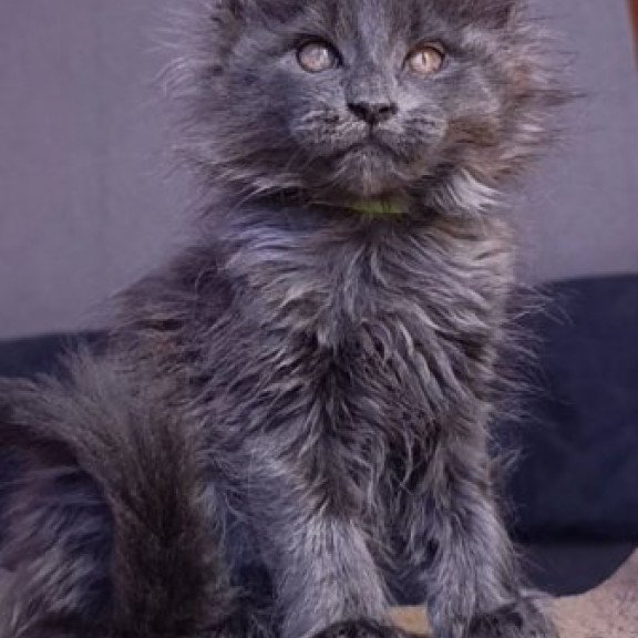 Maine Coon Alva Persey