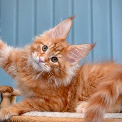 Maine Coon NOV Willow