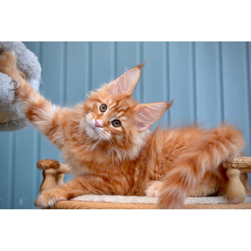 Maine Coon NOV Willow