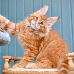 Maine Coon NOV Willow